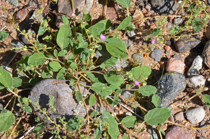 Allionia choisyi, Annual Windmills Allionia choisyi, Annual Windmills